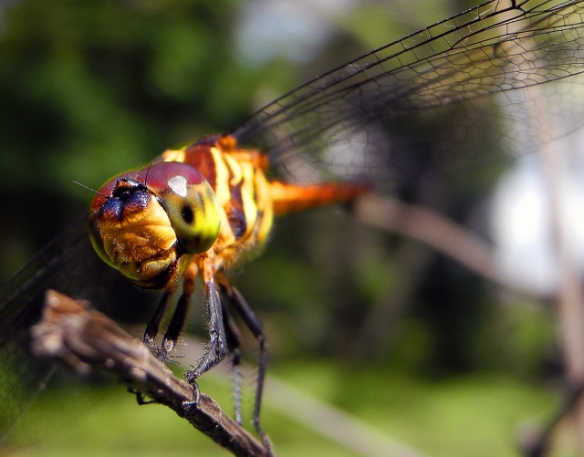 Dragonfly resting on a branch in Ubud, Bali. Photo by Brie Anne Demkiw.