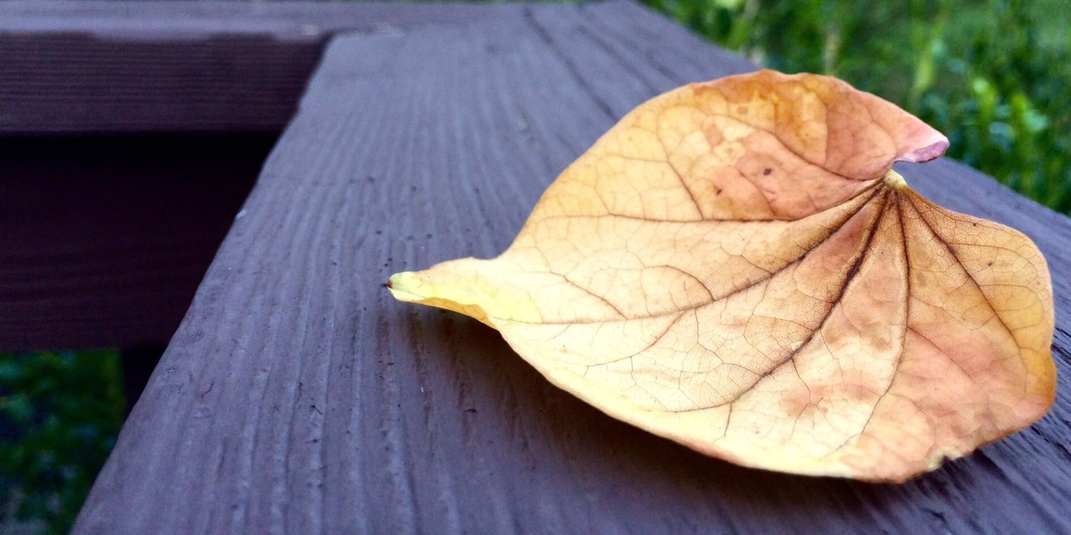 An iPhone image of a fall leaf, by Jen Hooks.