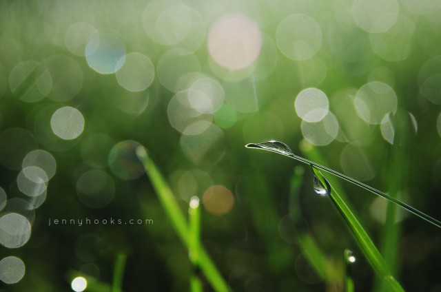 A photo of blades of grass with morning dew sparkling on them. Photo by <a href="http://threebirds.blog" target=new"> Jen Hooks</a>.