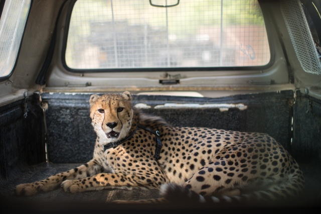 a young make cheetah lays calmly in the back of a pickup truck and looks directly at the camera